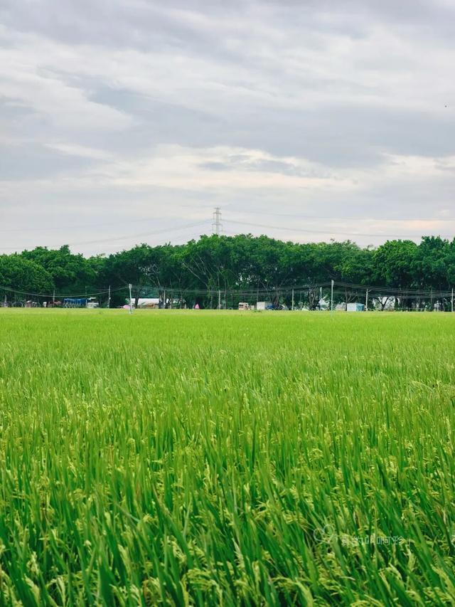 公园露营+遛娃+钓鱼一站式搞定免费周末好