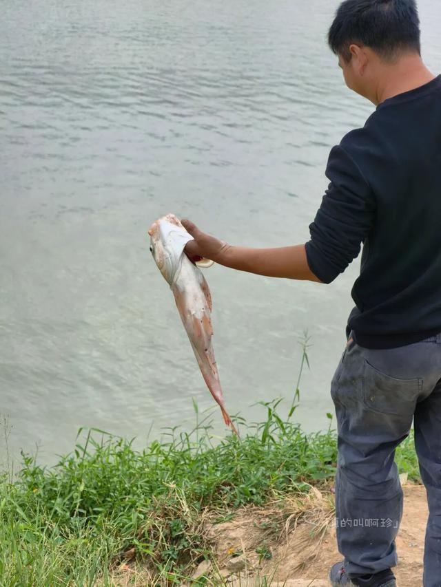 公园露营+遛娃+钓鱼一站式搞定免费周末好去处！冰球突破爆百万大奖广州又多一个“原生态”河畔(图2)